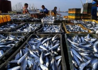 West African Pelagic Fisheries Start Fishery Improvement Project